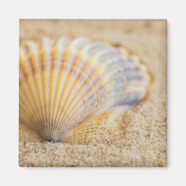 Imã Sweet Seashell (Frente)