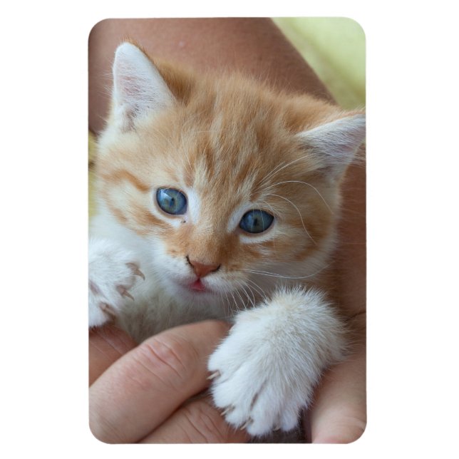 Ímã Sweet Tabby Baby (Vertical)