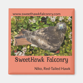 Imã SweetHawk Falconry Niko Red-Tailed Hawk 2x2 Magnet