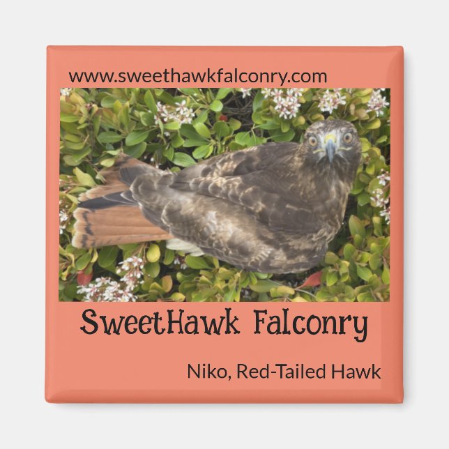 Imã SweetHawk Falconry Niko Red-Tailed Hawk 2x2 Magnet (Frente)