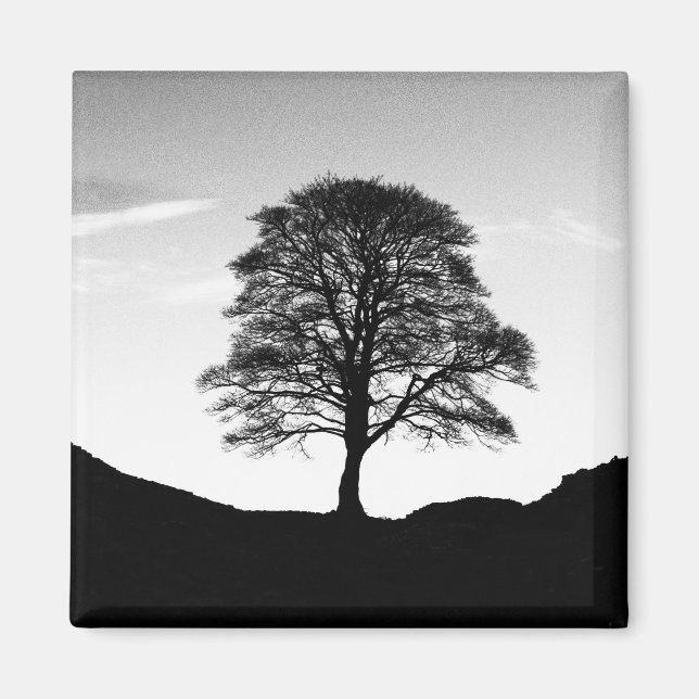 Imã Sycamore Gap Magnet (Frente)