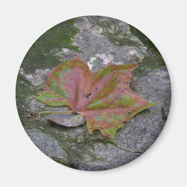 Imã Sycamore Leaf (Frente)