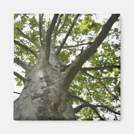 Imã Sycamore Tree