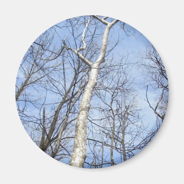 Imã Sycamore Tree Magnet (Frente)