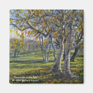 Imã Sycamores no outono