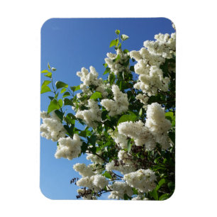 Ímã Syringa, Árvore Lilás Branca