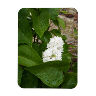 Ímã Syringa, Flor Lilac Branco com Colírio