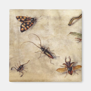 Imã T31567 um estudo de vários insetos, fruta e Anima