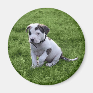 Imã T-Osso do pitbull do filhote de cachorro