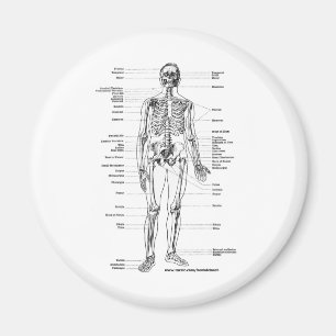 IMÃ T-SHIRT E PRESENTES DE ESQUELETO DA ANATOMIA