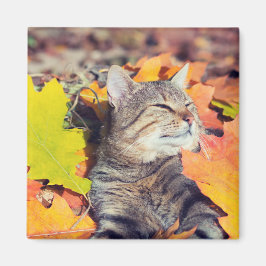 Imã Tabby Basking in the Foliage