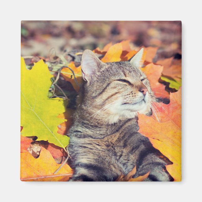 Imã Tabby Basking in the Foliage (Frente)