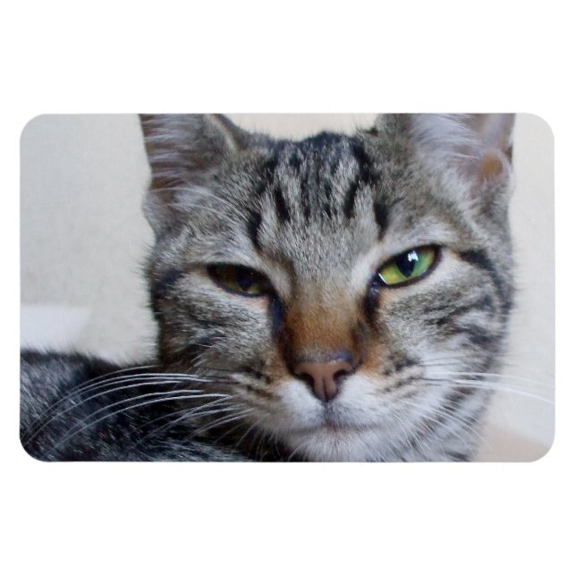 Ímã Tabby Cat (Horizontal)