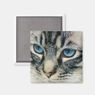 Imã Tabby Cat com Olhos Azuis Fechados