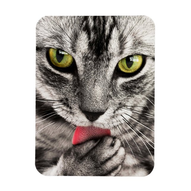 Ímã Tabby Cat Licing Paw (Vertical)