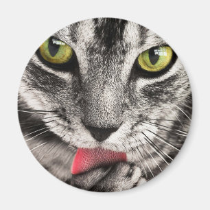 Imã Tabby Cat Licing Pw