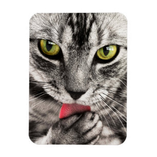 Ímã Tabby Cat Licing Pw