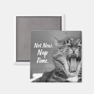 Imã Tabby Cat Yawning, Agora Não É Hora Do Sono