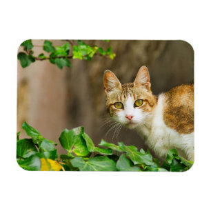 Ímã Tabby e White Cat e Ivy