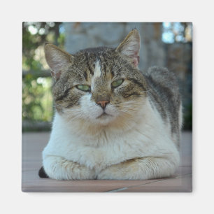 Imã Tabby e White Cat Magnet
