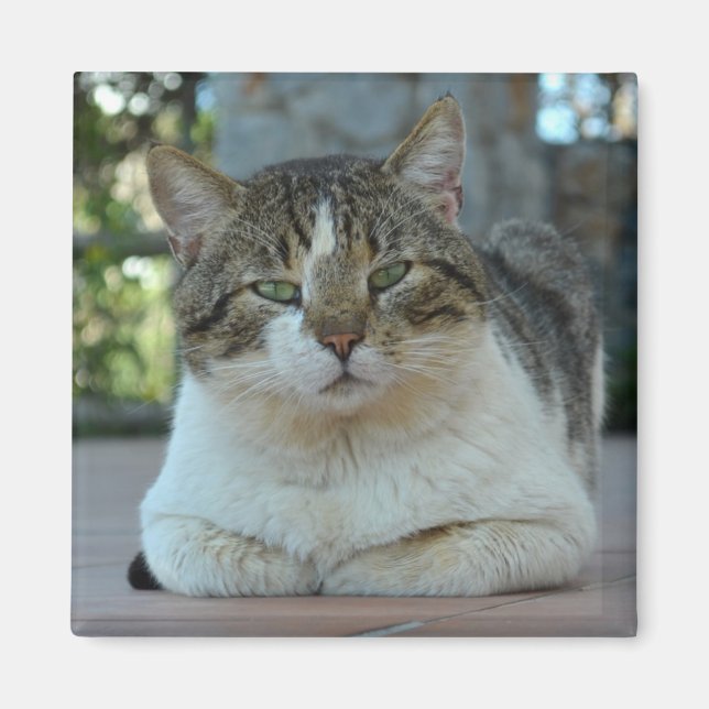 Imã Tabby e White Cat Magnet (Frente)