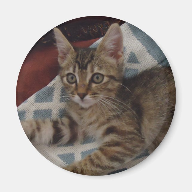 Imã Tabby Girl Kitten (Frente)