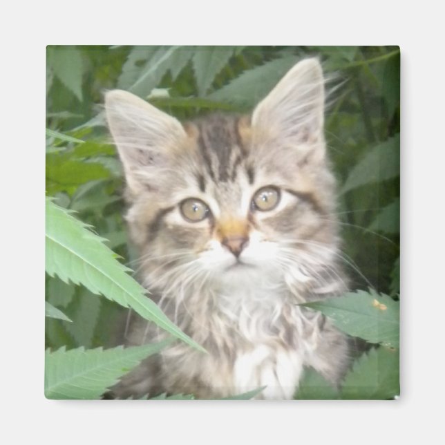 Imã Tabby Kitten (Frente)