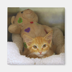 Imã Tabby Kitten Com Magneta Teddy Bear