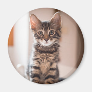 Imã Tabby Kitten na Mesa