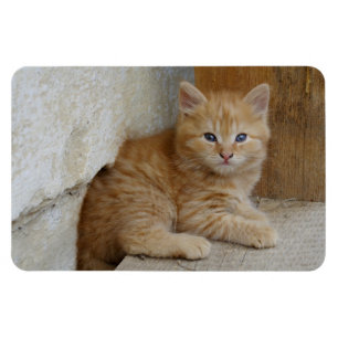 Ímã Tabby Tomcat Kitten