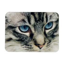 Ímã Tabuleiro de Olhos Azuis Cara de Gato Fechado