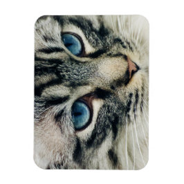 Ímã Tabuleiro de Olhos Azuis Cara de Gato Fechado