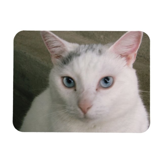 Ímã Tadpole (Horizontal)