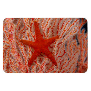 Ímã Tailândia, Sea Star Aka Starfish