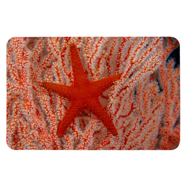 Ímã Tailândia, Sea Star Aka Starfish (Horizontal)