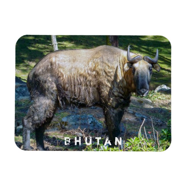 Ímã Takin, animal nacional do Butão - Himalaya, Ásia (Horizontal)