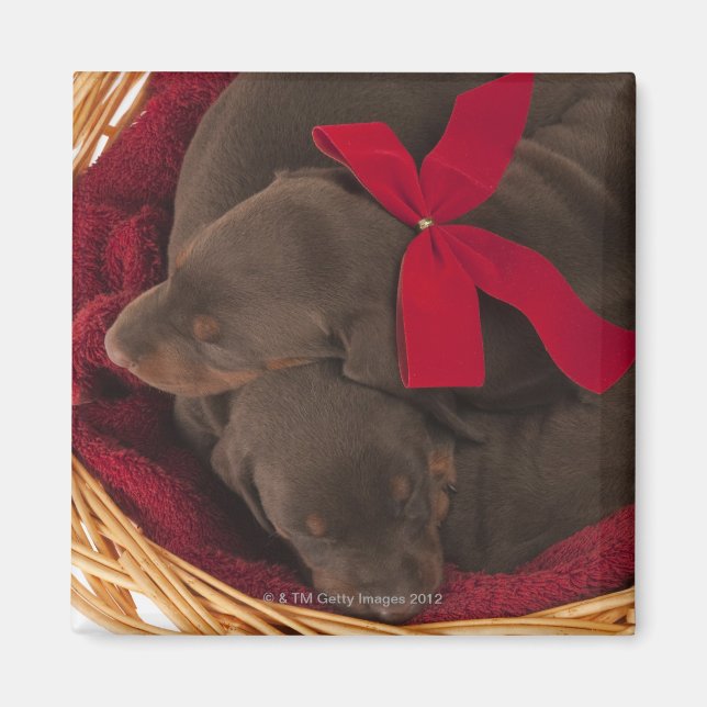 Imã Também Doberman Pincher. Cão doméstico de médio po (Frente)