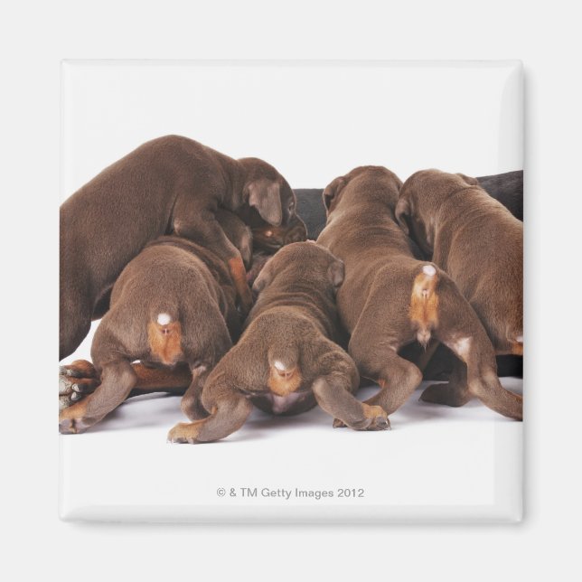 Imã Também Doberman Pincher. Cão doméstico de médio po (Frente)