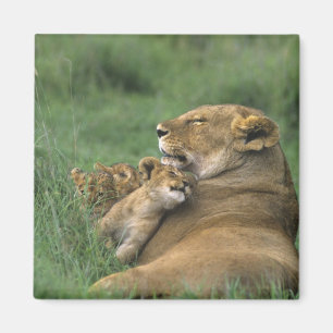 Imã Tanzânia, Cratera de Ngorongoro. Mãe de leão afric