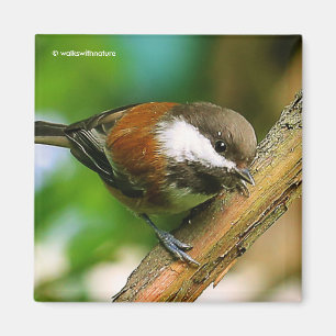 Imã Tão bonito, tão curioso: Um Chickadee