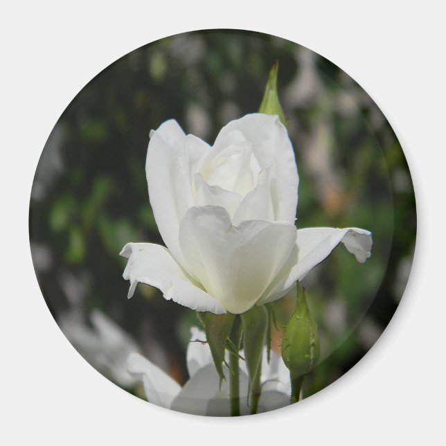 Imã Tão puro..... (Frente)