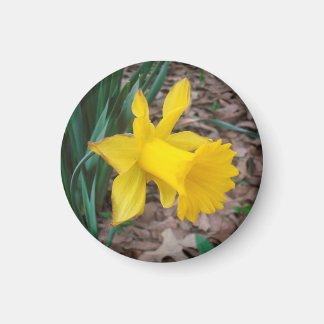 Imã Tapete Daffodil - Pequeno Magneta Redonda