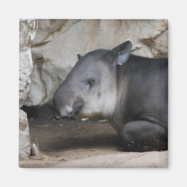 Imã Tapir Magnet (Frente)