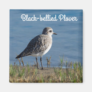 Imã tarambola Preto-inchada