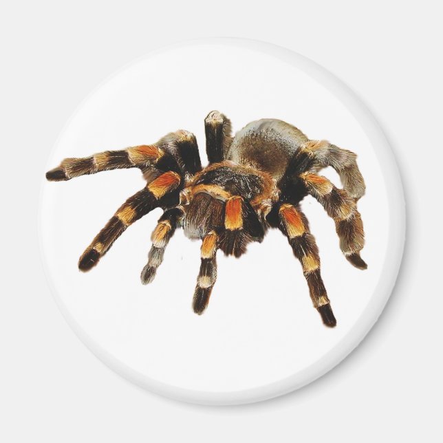 Imã Tarantula (Frente)