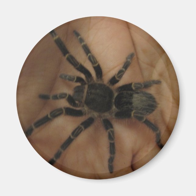 Imã Tarantula Magnet (Frente)