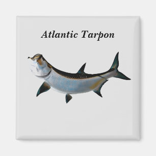 Imã Tarpon Atlântico