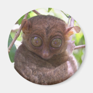 Imã Tarsier filipino