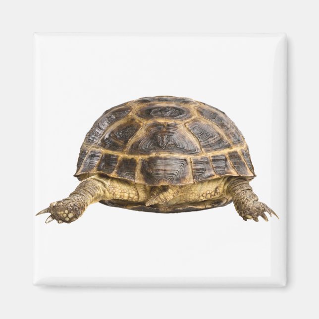 Imã Tartaruga (Frente)