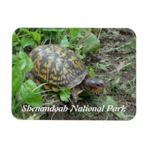 Ímã Tartaruga da Caixa Oriental, Parque Nacional de Sh